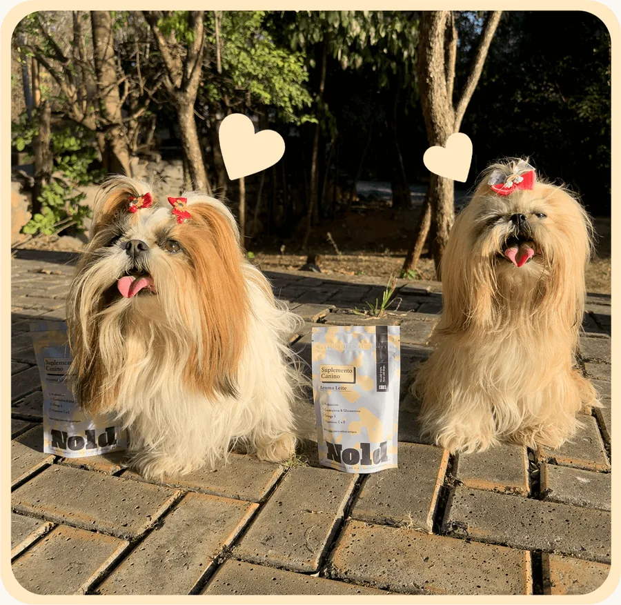 Dois shih-tzus ao lado do pacote de Nold no parque