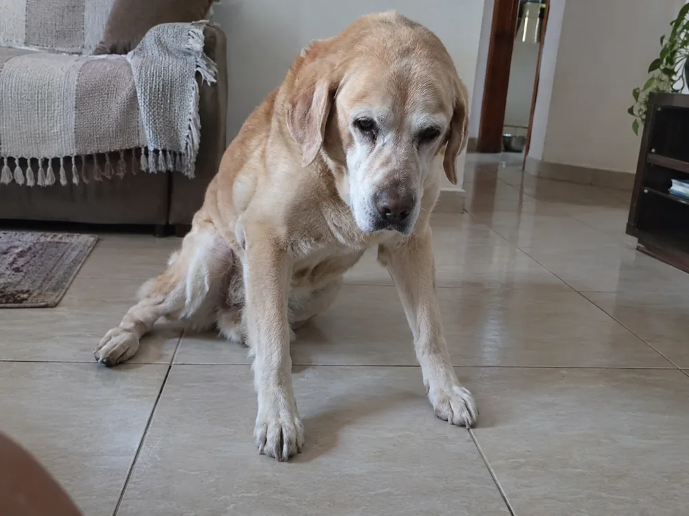 Labrador idoso no piso da sala, tentando se levantar