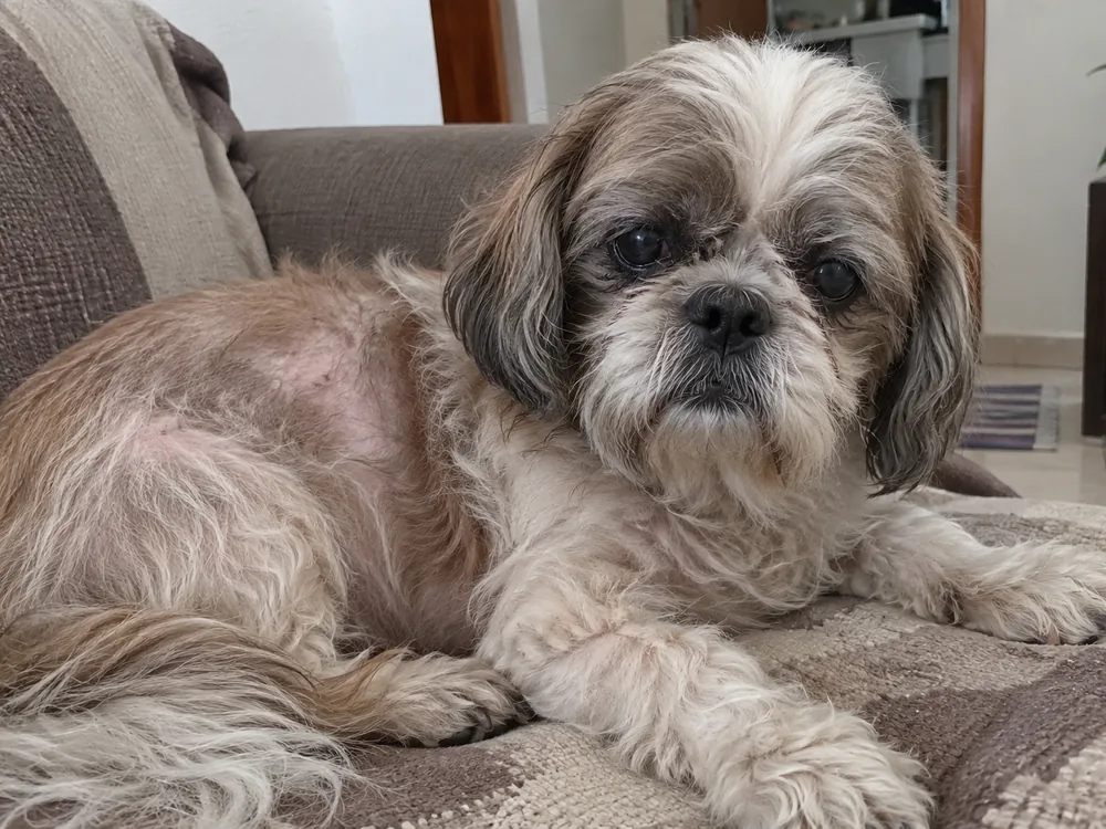 Shih-tzu idoso no sofá com o pelo ralo e sem brilho